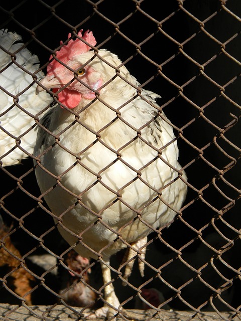 独特的医学 独特的医学